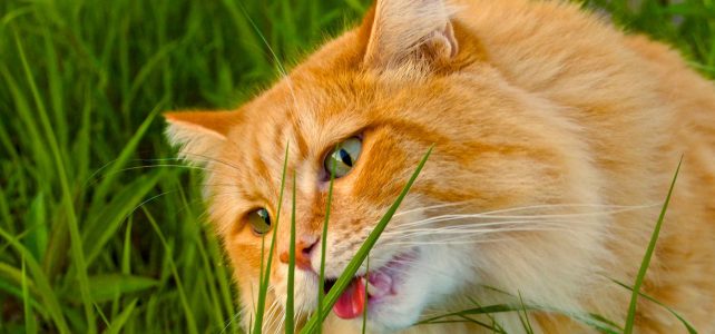 Why does your cat eat grass? Have you ever wondered or noticed?!