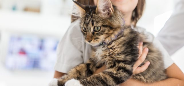 TOP 8 TIPS FOR NEW CAT OWNERS