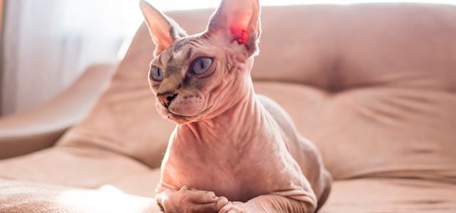Things You Need to Know Before Getting a Sphynx Cat
