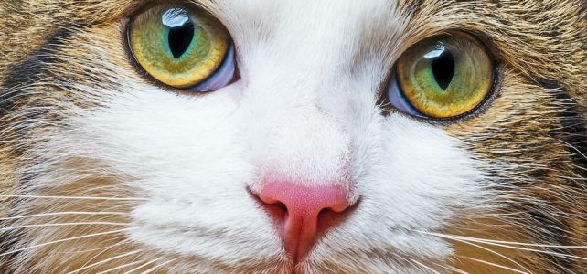 Cat myths that need to go