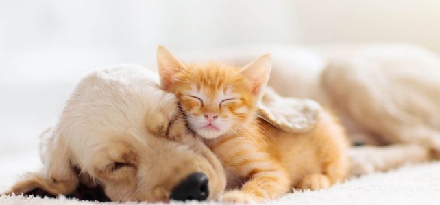 How Well Do Dogs and Cats Really Get Along?