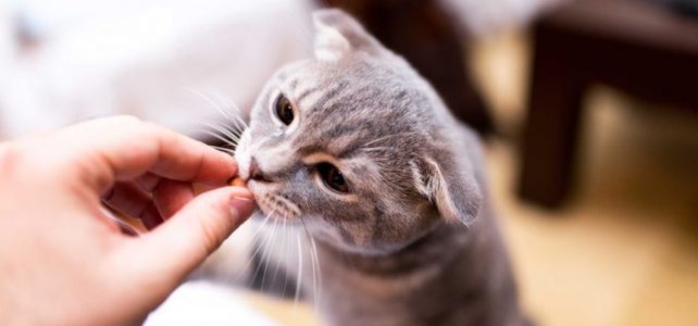 Here’s How to Train a Cat to Do 5 Life-Changing Things