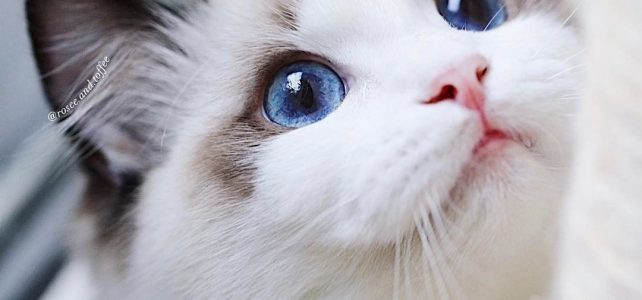 The Science-Backed Benefits of Being a Cat Lover