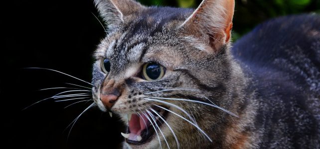 WHY DO CATS HISS? IS MY CAT UPSET?
